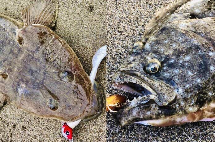 ヒラメとマゴチ