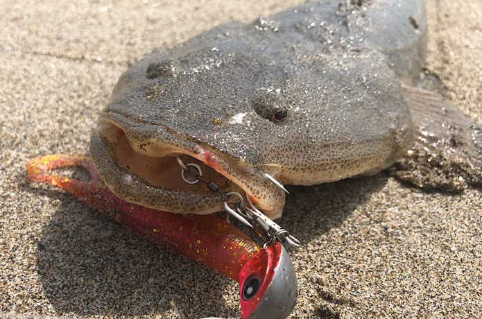 ルアーで釣れたマゴチ