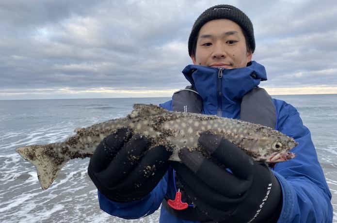 海アメマス
