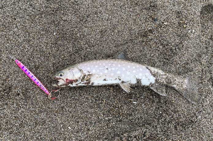 海アメの釣果