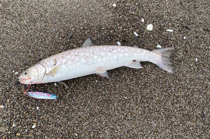 海アメの釣果