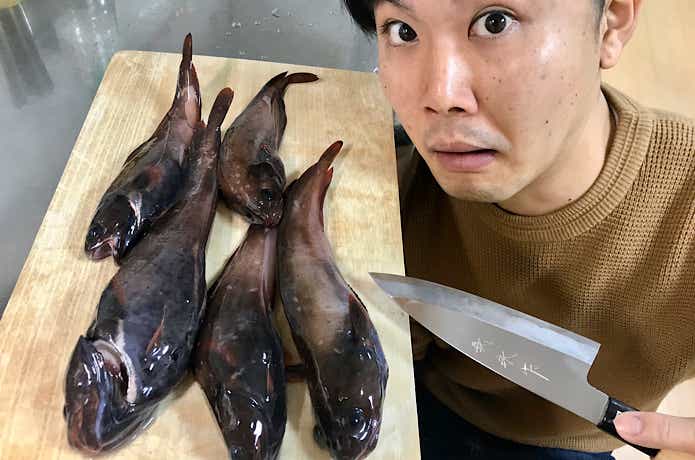 ドンコの捌き方
