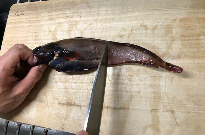 ドンコの捌き方