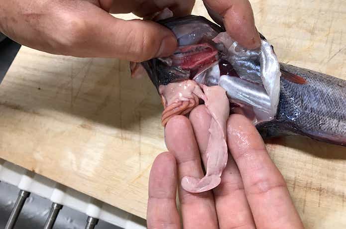 ドンコの捌き方