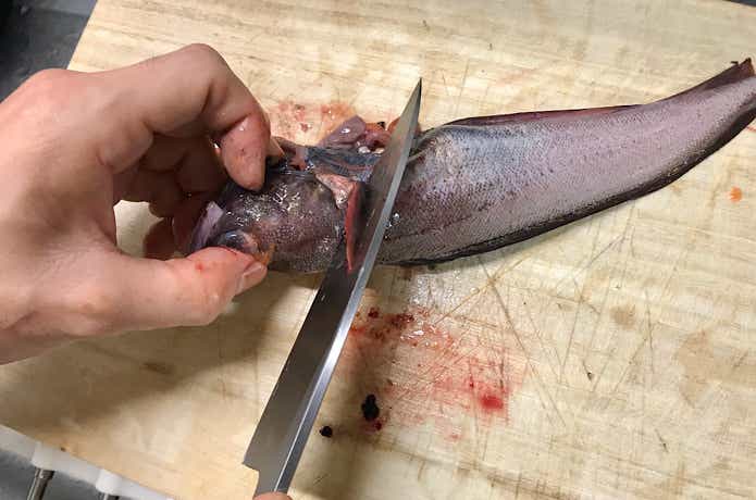 ドンコの捌き方