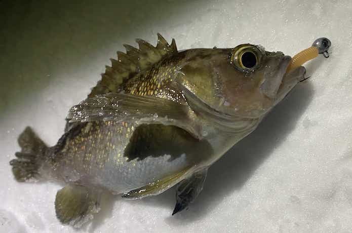 ガヤ釣果画像