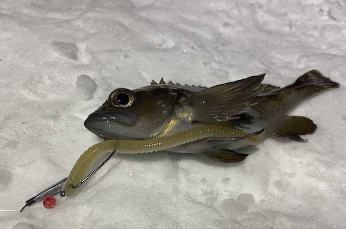 ガヤは少し大きめのワームでも釣れる