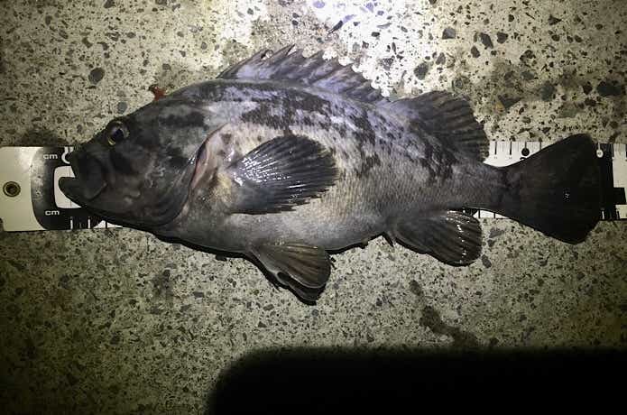 気仙沼のクロソイ
