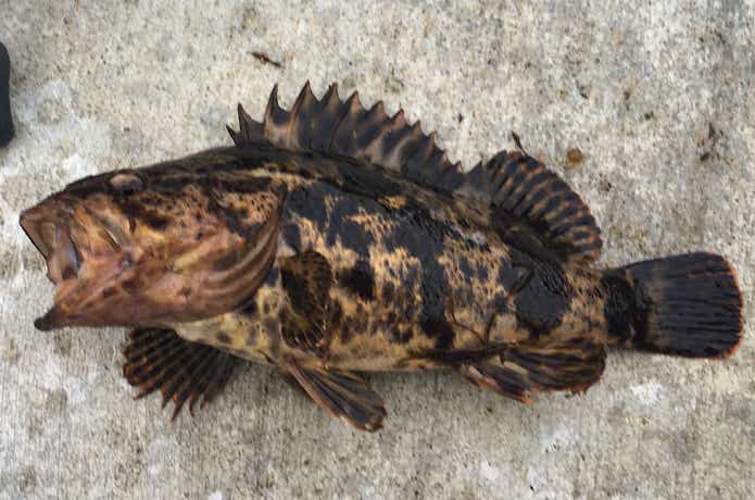 気仙沼釣り