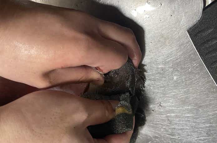 ガヤの鱗に金たわし