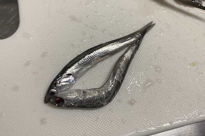 胃袋の中にあったカタクチイワシ