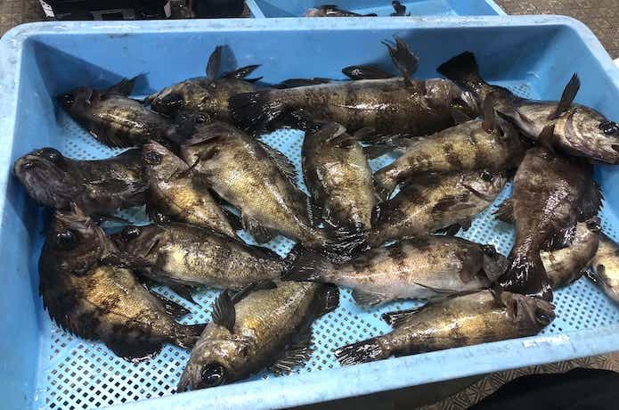 神戸・須磨の釣り船の画像