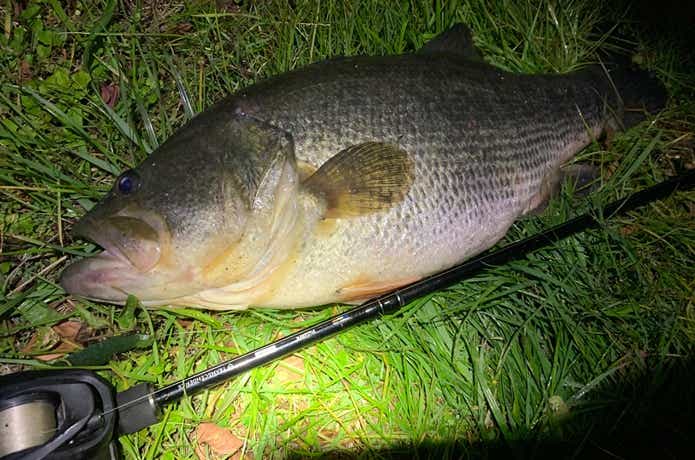 バスの釣果