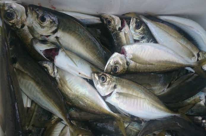 メクリアジの釣果