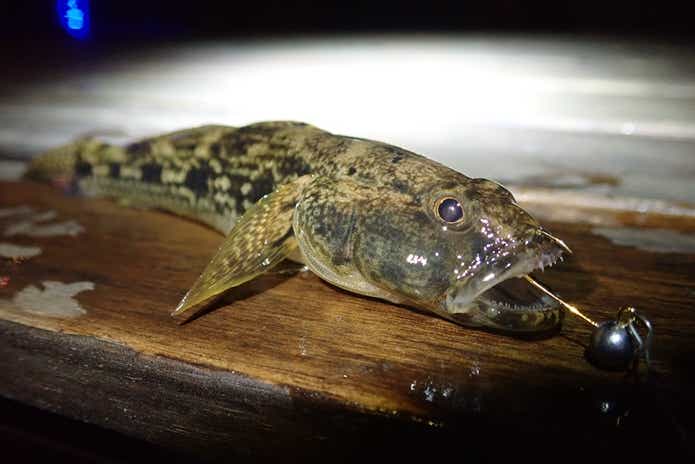 ベトナム　釣り