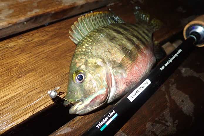 ベトナム　釣り