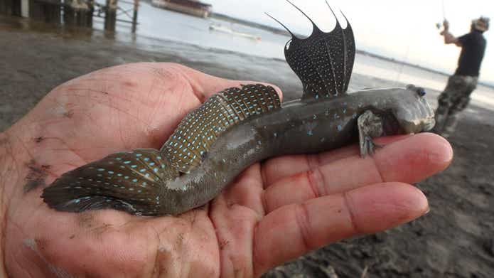 ムツゴロウ　魚