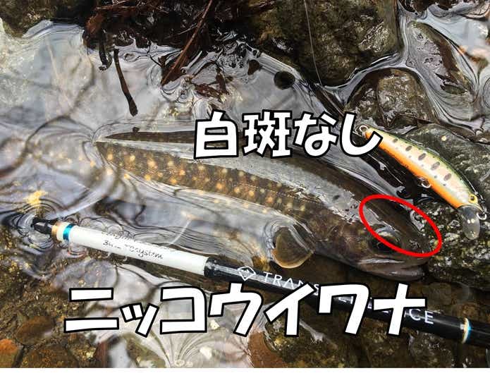 ニッコウイワナ