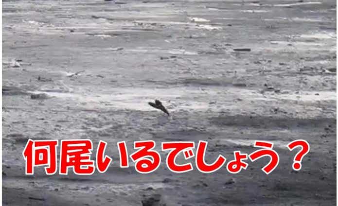 ムツゴロウ　魚