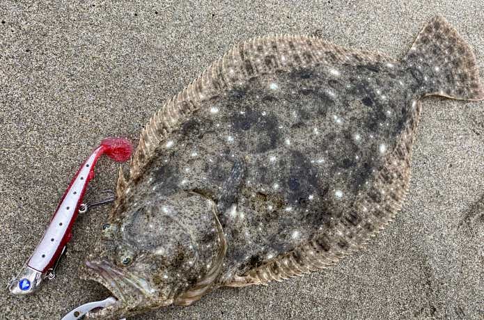 ジョルティで釣れたヒラメ