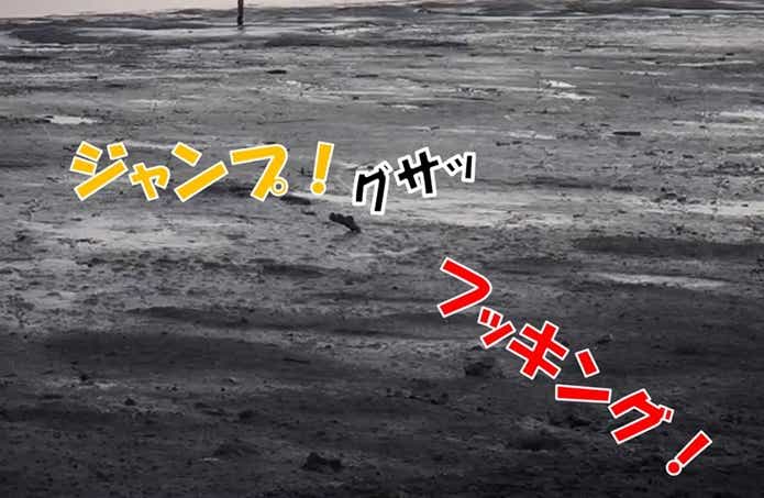 ムツゴロウ　フッキング