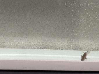 ノリーズのスイッチオントレーラーを使ってみた【アクション動画