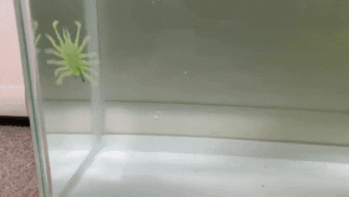 RVバグのアクション