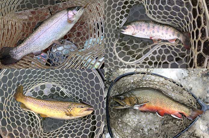 管理釣り場で釣れる魚