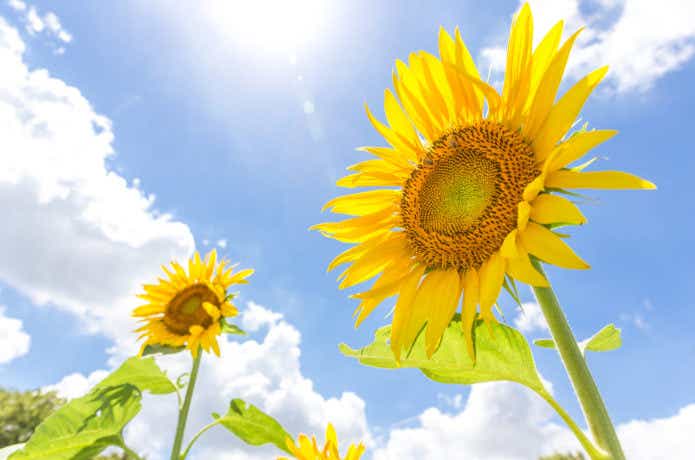 夏