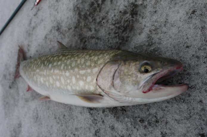 北海道の人気魚種『海アメマス』釣りに初挑戦！サーフから現れたのは