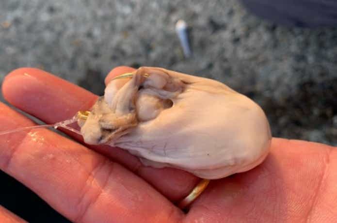 コブダイ釣りのエサの画像