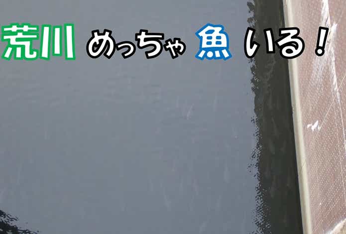 荒川　ハクレン