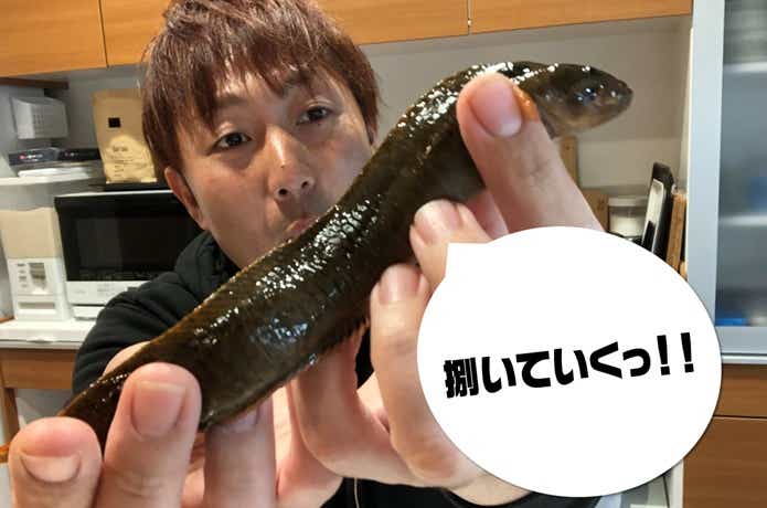 ギンポを調理