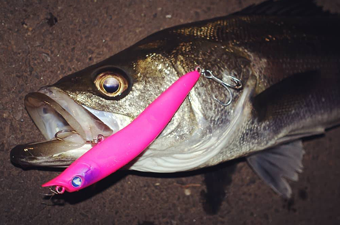 シーバス釣果