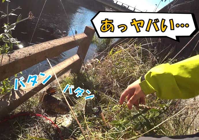 ガルプ　コイ