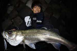 高橋悠介シーバス釣果