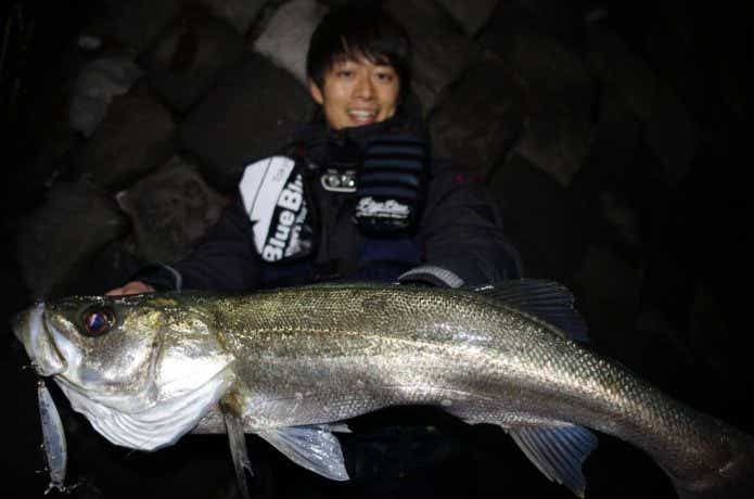 シーバス釣果