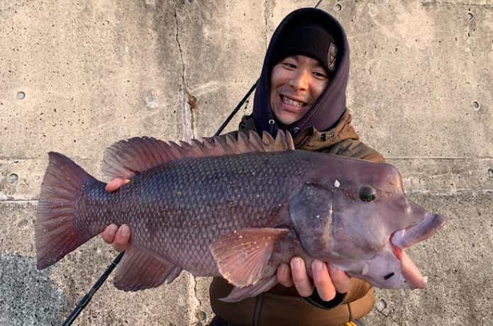コブダイ釣りの画像