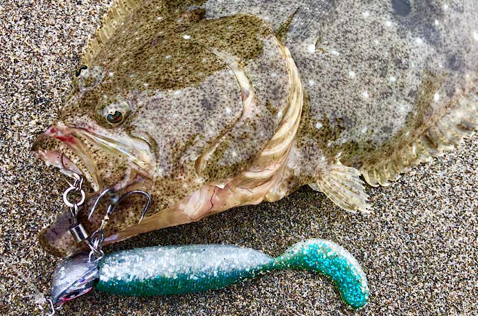 ジグヘッドで釣れたヒラメ