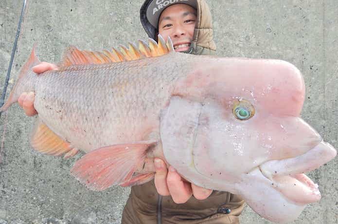 コブダイの釣果の画像