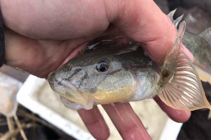 最大60センチの巨大ハゼ！ハゼクチを釣って特大ハゼ天ぷらにして食す