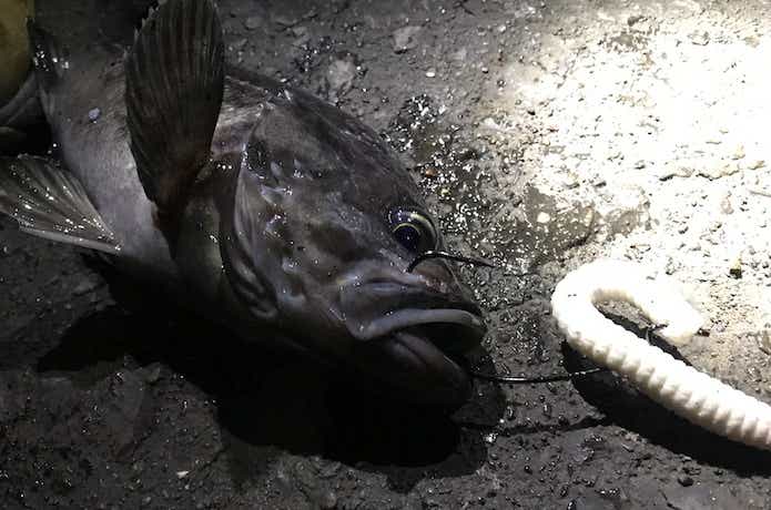 クロソイ
