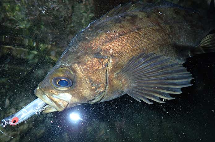 メバルの釣果写真