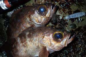 メバルの釣果写真