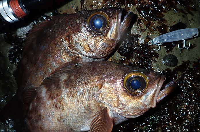 メバルの釣果写真