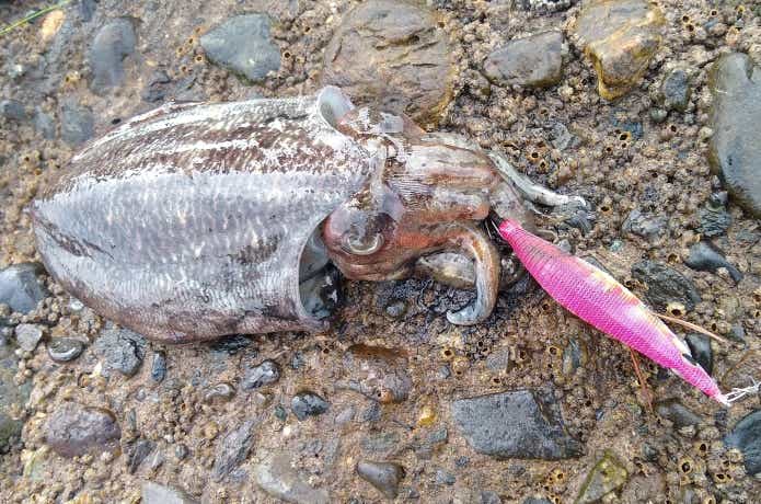 エギで釣れたコウイカ