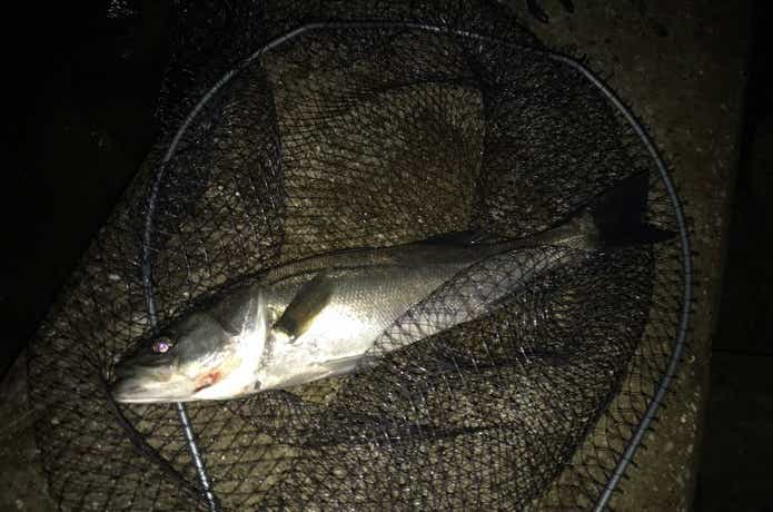 アジングで釣れたシーバス