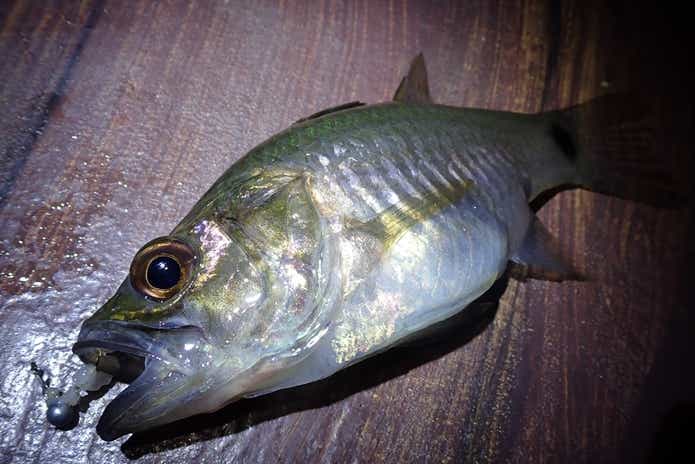 ベトナム　釣り
