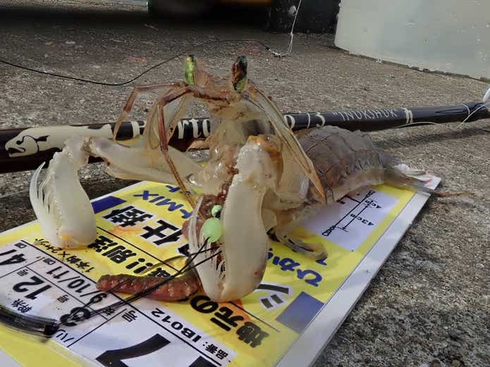 シャコ