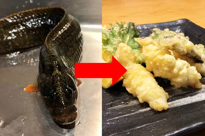 ギンポ 天ぷら